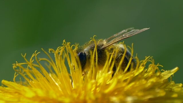 Closeup of a bee on a yellow flower collecting nectar.