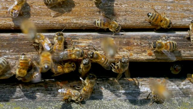 Closeup of honey bees on a wall of the hive.
