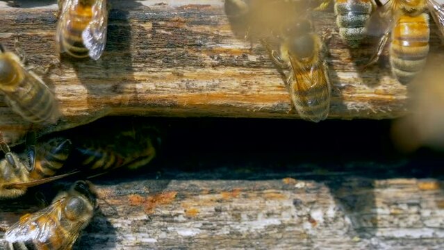 Closeup of honey bees on a wall of the hive.
