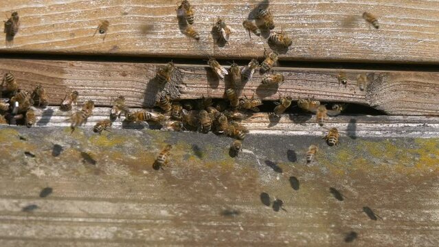 Closeup of honey bees on a wall of the hive.