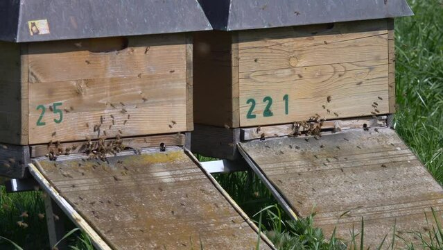 Closeup of honey bees flying around hives.