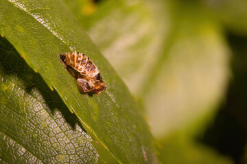 Macro of pupa of asian ladybug set on leave of an bush in garden