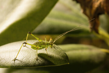 Young individual of Tettigonia Viridissima on leaves in garden