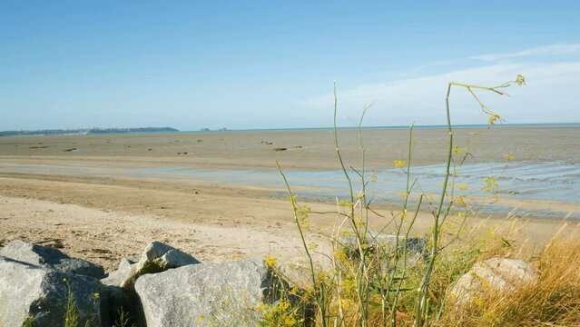 Flowers and grass are floating in the wind in Saint Benoit Des Ondes, Brittany, France. In the blurred background a mom is playing with its child and the atlantic ocean during low tide.