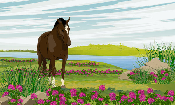 The horse is standing in the meadow. Water meadow with grass and blooming clover on the river bank. wild and farm horses. Realistic vector landscape