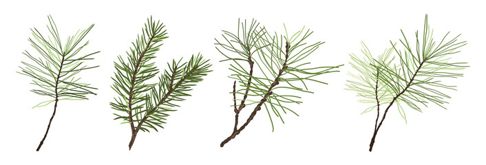 Pine and fir branches. Christmas tree plant elements.  Christmas and New Year symbols