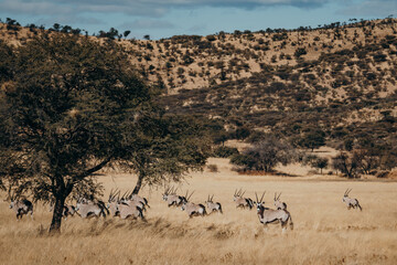 Fototapeta na wymiar Eine Herde Oryx Antilopen (Oryx gazella) in der Savanne der Khomas Hochebene (Windhoek, Namibia)