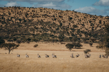 Fototapeta na wymiar Eine Herde Oryx Antilopen (Oryx gazella) in der Savanne der Khomas Hochebene (Windhoek, Namibia)