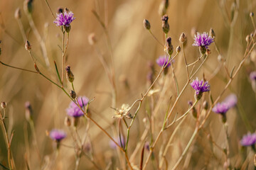 Fabaceae mit violetter blütenkrone, Namibia