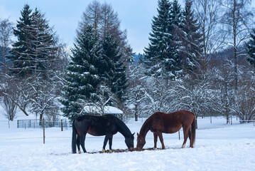 Brown horses in a deep snowy paddock in the countryside in winter.