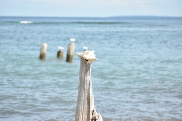 Conch Sea Shell on a beach
