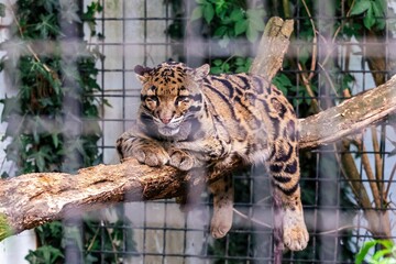 Closeup shot of a Formosan clouded leopard zoo