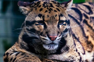 Closeup shot of a Formosan clouded leopard zoo