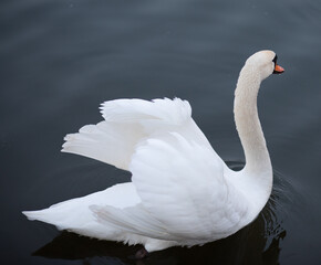 white swan on the water