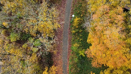 Forest path