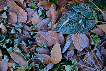 落ち葉　霜　朝