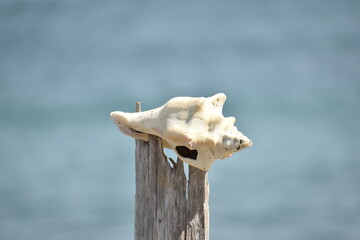 seashell on the beach