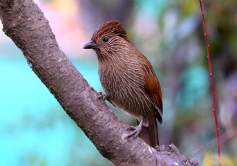 Striated laughingthrush