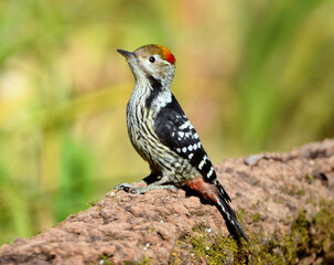 Brown-fronted Woodpecker