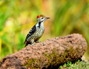 Brown-fronted Woodpecker