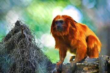 The golden lion tamarin is a primate endemic to Brazil, of the Callitrichidae family and genus...