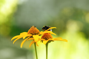 Bumblebee. One large bumblebee sits on a yellow flower on a bright day. Macro horizontal photography