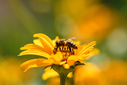 Bee and flower. Close up of a large striped bee collecting pollen on a yellow flower on sunny  day. Macro photography. Summer and spring backgrounds