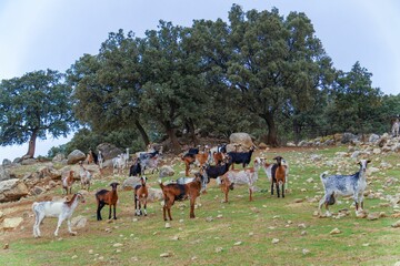 group of goats in the field looking at the camera