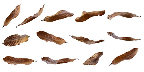 Collection of dried leaves - Powered by Adobe