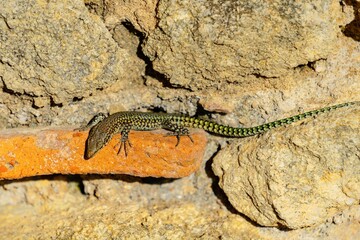 green lizard ,Podarcis Muralis , sunbathing on a stone wall
