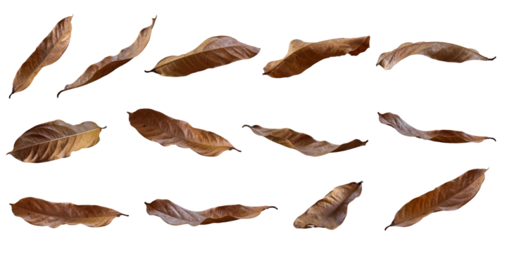 Collection of dried leaves