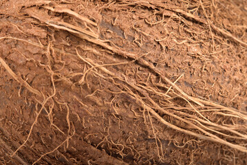 The texture of the shell of a whole coconut