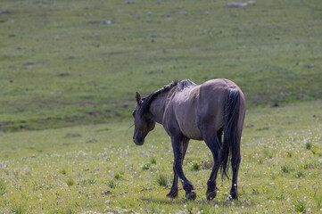 Beautiful Wild Horse in the Pryor Mountains Montana in Summer