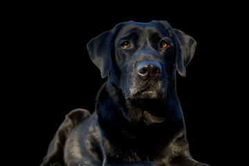 Splendid black retriever labrador dog lying and looking away with curiosity in the distance on a black background.