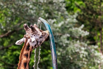 Northern giraffe drinking water from a tap in the field.