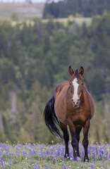 Beautiful Wild Horse in the Pryor Mountains Montana in Summer