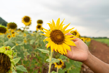 The sunflowers bloom beautifully in the palm of your hand.
