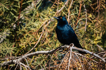 Portrait eines Rotschulter-Glanzstars (Lamprotornis nitens) auf einem Campingplatz in Namibia