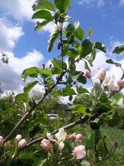 apple tree blossom