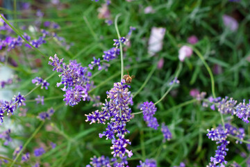 Lavender bush in the summer garden