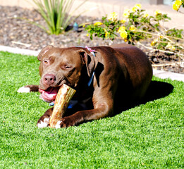 A large brown Pit bull dog chewing on a bone in a yard.