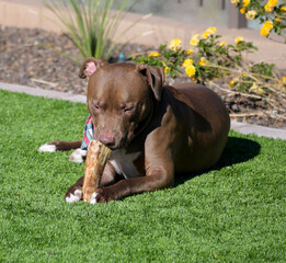 A large brown Pit bull dog chewing on a bone in a yard.