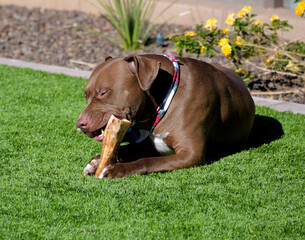 A large brown Pit bull dog chewing on a bone in a yard.