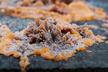 Interesting colorful mushroom Phlebia radiata, commonly known as the wrinkled crust, growing on wood in forest.