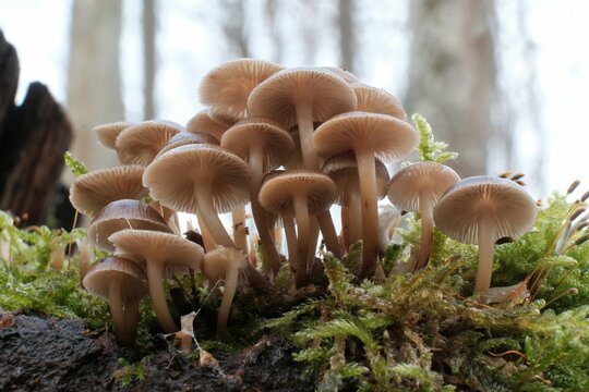 Mycena Bilder Durchsuchen 3,090 Archivfotos, und