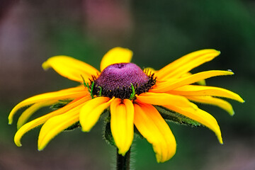 Black-eyed Susan