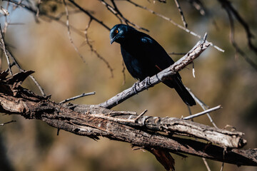 Portrait eines Rotschulter-Glanzstars (Lamprotornis nitens) auf einem Campingplatz in Namibia