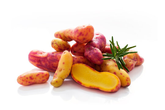 Closeup der bunten Knolle Olluco