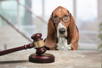 Cute domestic dog and judge's gavel
