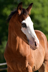 Naklejka premium American Quarter Horse Fohlen